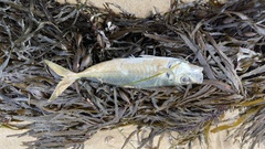 Trachurus