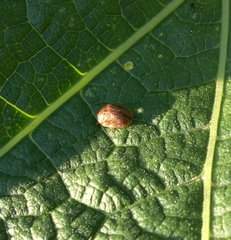 Hypocassida subferruginea