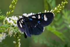Alypiodes flavilinguis