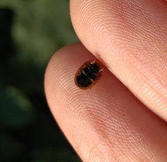 Hypocassida subferruginea