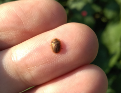 Hypocassida subferruginea