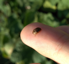 Hypocassida subferruginea