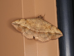 Anticarsia irrorata