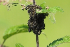 Aglais urticae