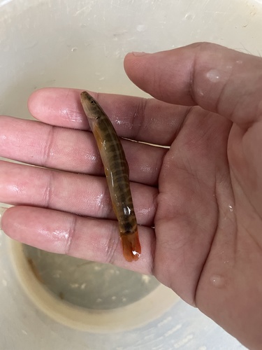 Kengtung loach (Schistura kengtungensis) — Nemacheilidae — 2