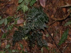 Trichomanes obscurum