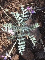 Astragalus prorifer