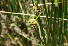 Cyperus gymnocaulos