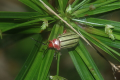 Disonycha quinquelineata