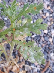 Golovinomyces fischeri