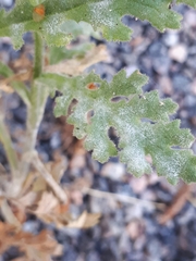 Golovinomyces fischeri