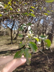 Sebastiania commersoniana