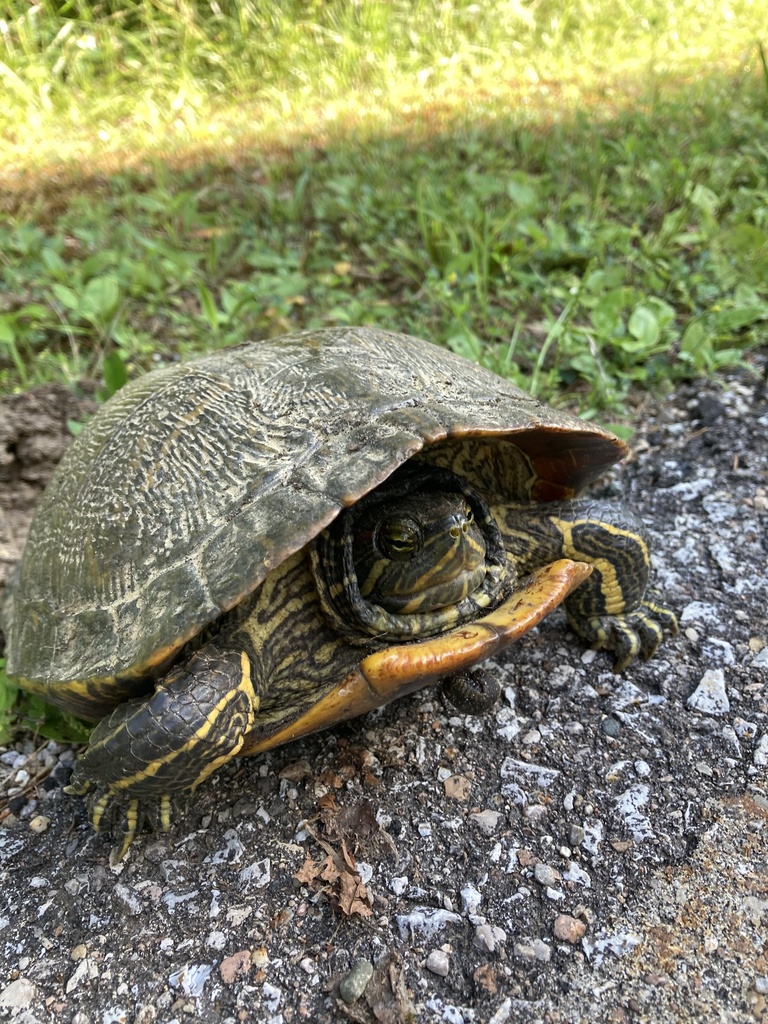 Deirochelyine Turtles in July 2021 by bereccajd · iNaturalist