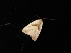 Rivula simulatrix
