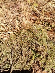 Helichrysum caespititium