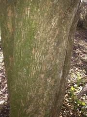 Sebastiania commersoniana