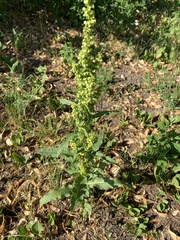 Rumex pseudonatronatus