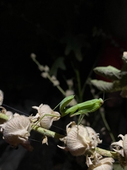 Hierodula transcaucasica