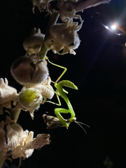 Hierodula transcaucasica