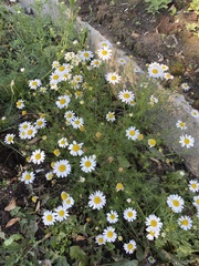 Tripleurospermum inodorum