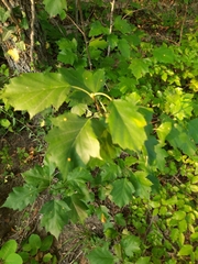 Torminalis glaberrima