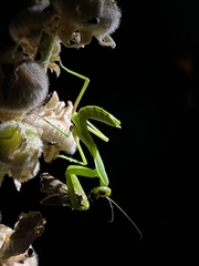 Hierodula transcaucasica