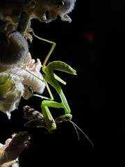 Hierodula transcaucasica