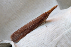Schoenobius gigantella