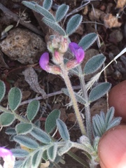 Astragalus prorifer