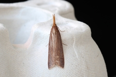 Schoenobius gigantella