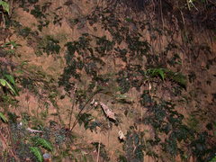 Trichomanes obscurum