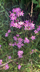 Centaurium erythraea