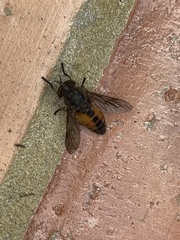 Hybomitra distinguenda