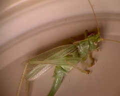 Meconema thalassinum