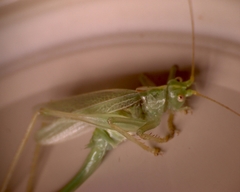 Meconema thalassinum