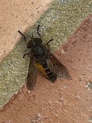 Hybomitra distinguenda