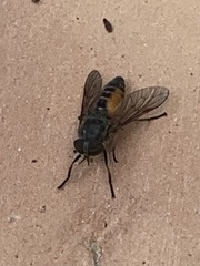 Hybomitra distinguenda