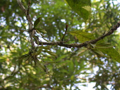 Thrixspermum eximium