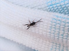 Zeuxevania splendidula