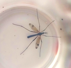 Dictenidia bimaculata