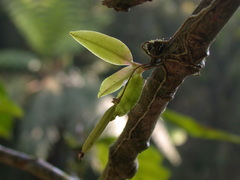 Thrixspermum eximium