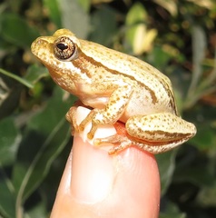 Hyperolius marmoratus taeniatus