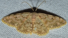 Scopula rufomixtaria