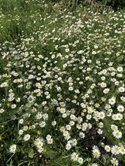 Tripleurospermum inodorum