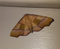 Plagodis phlogosaria