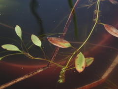 Potamogeton octandrus