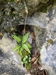 Pinguicula alpina