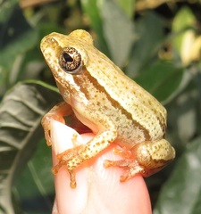 Hyperolius marmoratus taeniatus