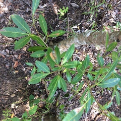 Allophylus natalensis