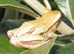 Hyperolius marmoratus taeniatus